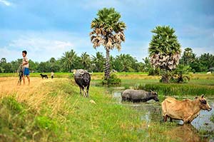 Day 7: From Phnom Penh to Kep