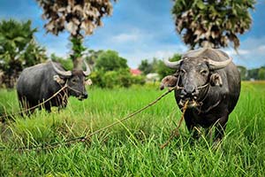 Day 7: Kampot to Koh Rong Samloem